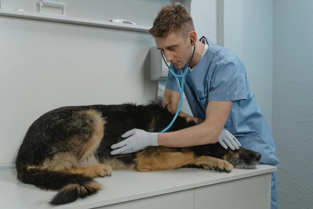 Veterinarian examining a dog with stethoscope.